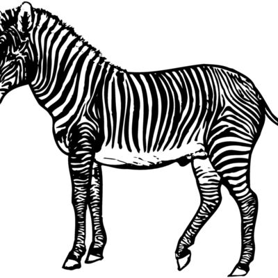ZEBRA003 Thumbnail